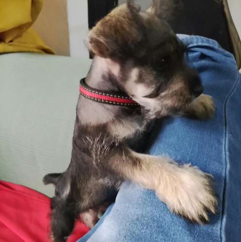 Schnauzer macho  - Imagen 3