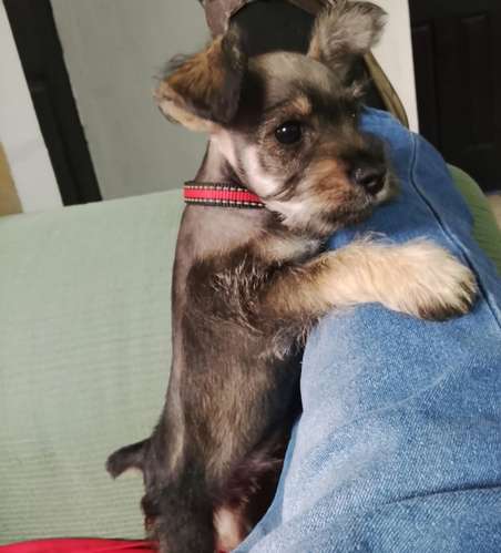 Schnauzer macho  - Imagen 2