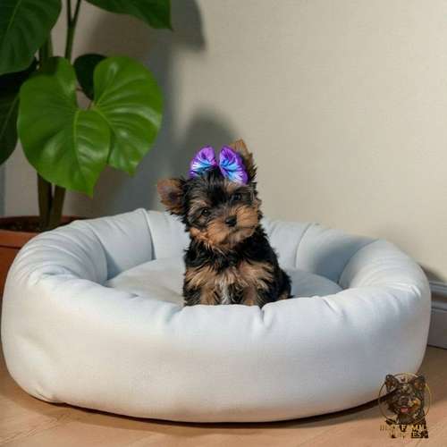 Cachorro Yorkie Miniatura / Yorkshire Terrier Miniature disponible - Imagen 2