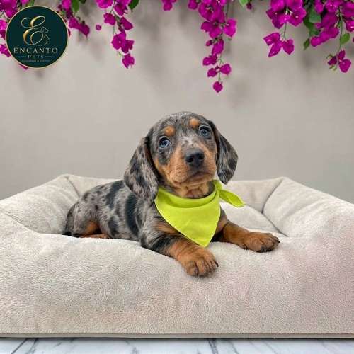 Cachorro Salchicha Miniatura Arlequín Plata / Miniature Dachshund Dapple Silver disponible