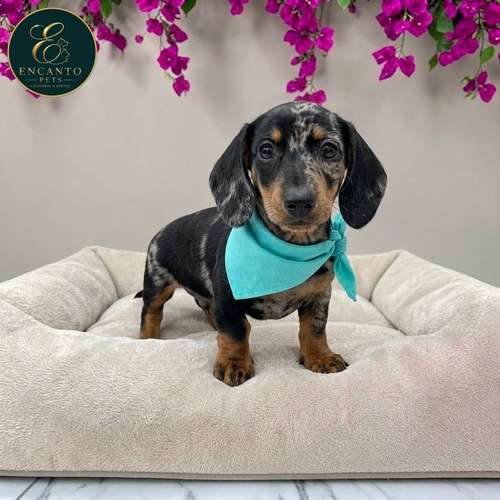 Cachorro Salchicha Miniatura Arlequín Plata / Miniature Dachshund Dapple Silver disponible