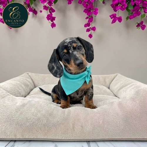 Cachorro Salchicha Miniatura Arlequín Plata / Miniature Dachshund Dapple Silver disponible