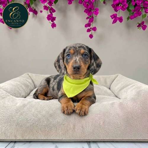 Cachorro Salchicha Miniatura Arlequín Plata / Miniature Dachshund Dapple Silver disponible