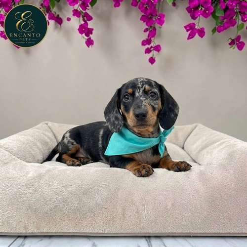 Cachorro Salchicha Miniatura Arlequín Plata / Miniature Dachshund Dapple Silver disponible