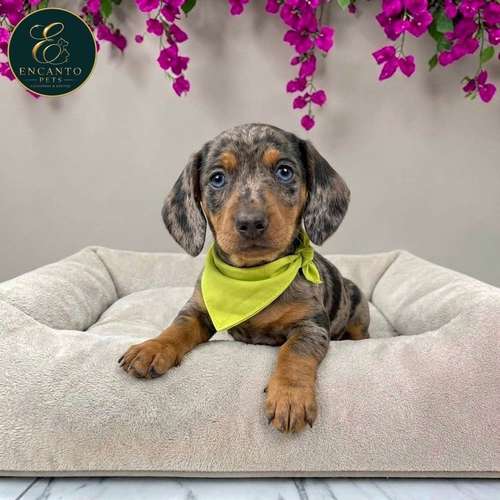 Cachorro Salchicha Miniatura Arlequín Plata / Miniature Dachshund Dapple Silver disponible