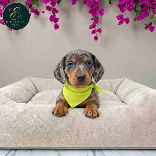 Cachorro Salchicha Miniatura Arlequín Plata / Miniature Dachshund Dapple Silver disponible