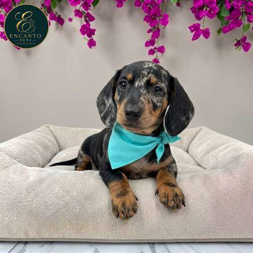Cachorro Salchicha Miniatura Arlequín Plata / Miniature Dachshund Dapple Silver disponible