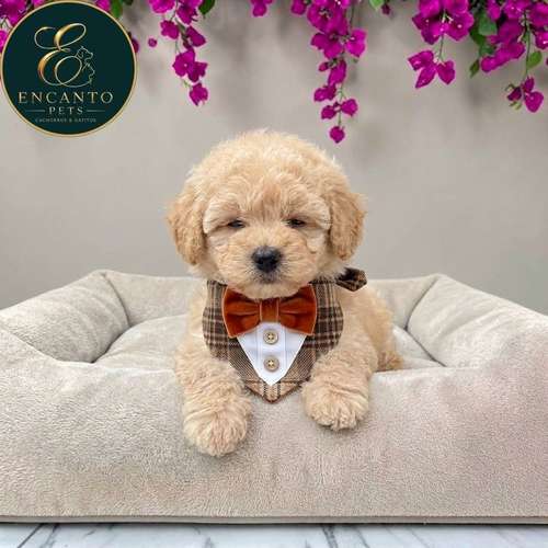 Cachorro French Poodle Mini Tradicional / Miniature Poodle disponible