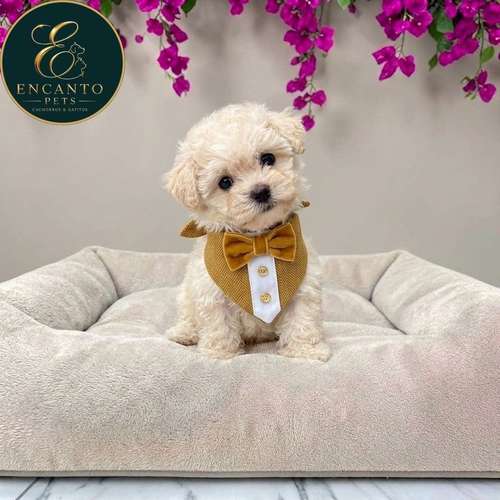 Cachorro French Poodle Mini Tradicional / Miniature Poodle disponible
