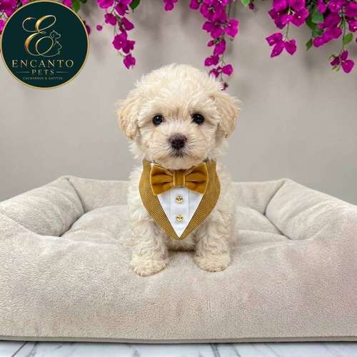 Cachorro French Poodle Mini Tradicional / Miniature Poodle disponible