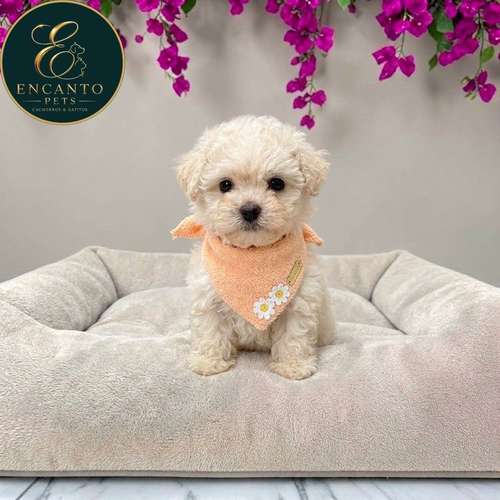 Cachorro French Poodle Mini Tradicional / Miniature Poodle disponible