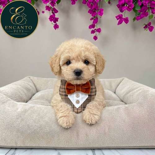 Cachorro French Poodle Mini Tradicional / Miniature Poodle disponible