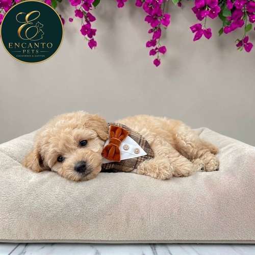 Cachorro French Poodle Mini Tradicional / Miniature Poodle disponible