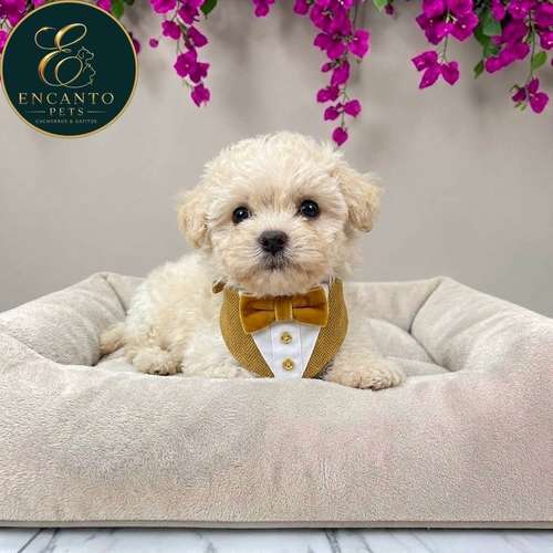 Cachorro French Poodle Mini Tradicional / Miniature Poodle disponible