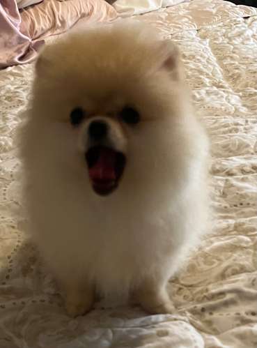 Bellos Pomerania