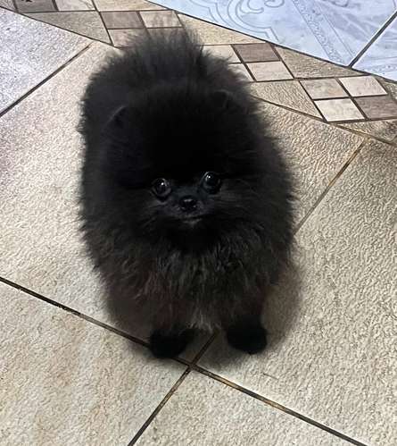 Bellos Pomerania