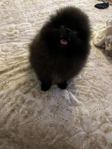 Bellos Pomerania