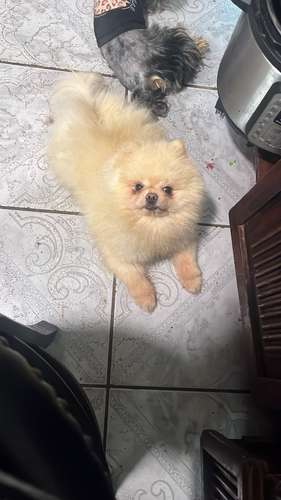 Bellos Pomerania