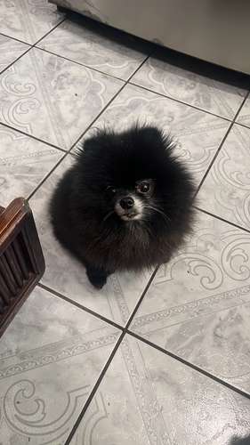 Bellos Pomerania