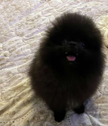 Bellos Pomerania