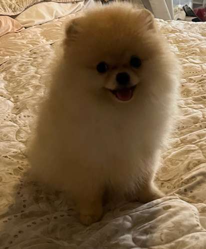 Bellos Pomerania