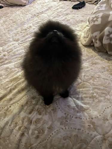 Bellos Pomerania