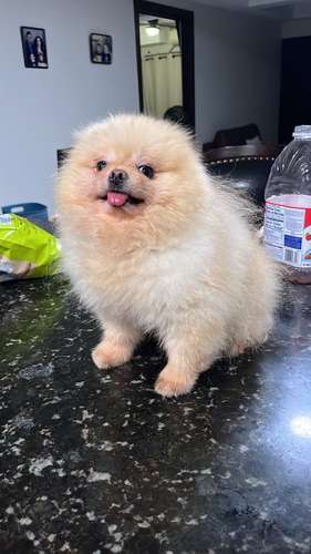 Bellos Pomerania