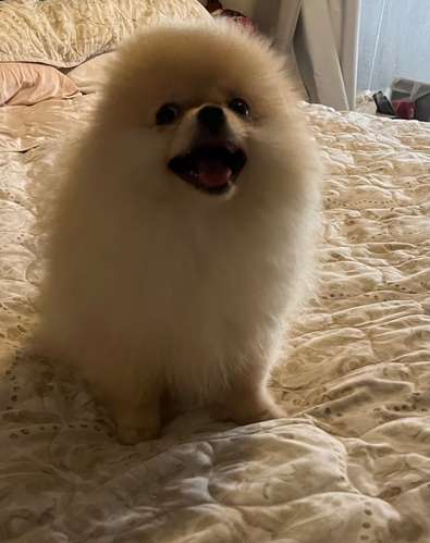 Bellos Pomerania