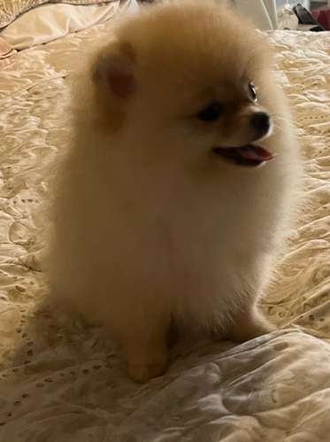 Bellos Pomerania