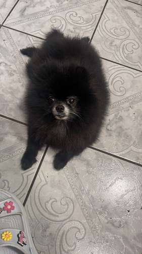 Bellos Pomerania
