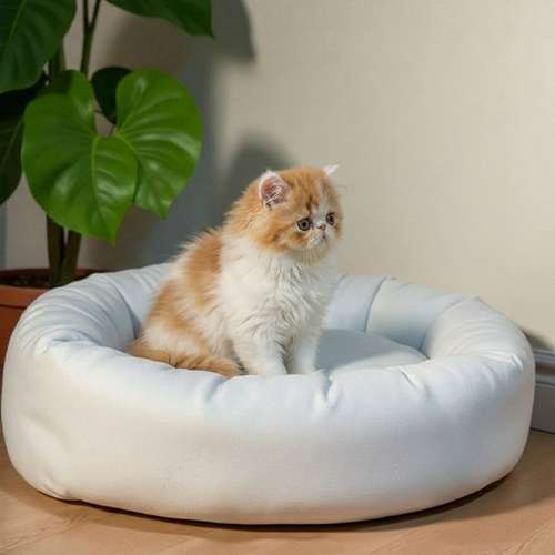 Gatito PERSA disponible