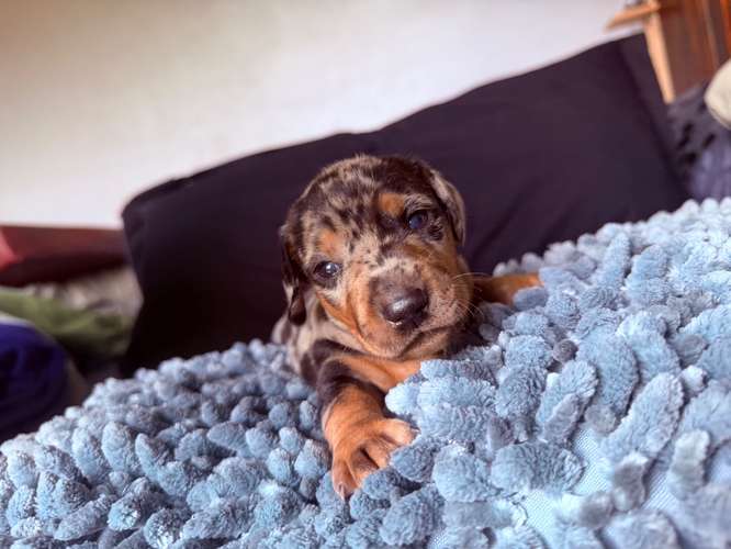 Cachorro salchicha arlequin  - Imagen 6