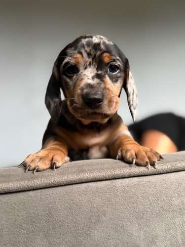 Cachorro salchicha arlequin  - Imagen 5