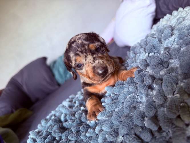 Cachorro salchicha arlequin 
