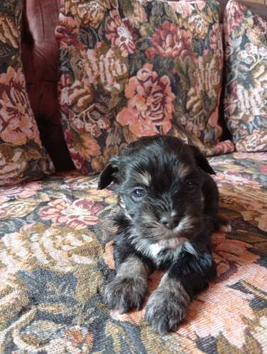 se venden tres perritas bichon abadero y un perrito con tres esparadotadas comiendo solos y sin puros en la fotos están  - Imagen 5