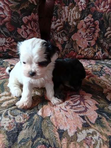 se venden tres perritas bichon abadero y un perrito con tres esparadotadas comiendo solos y sin puros en la fotos están  - Imagen 4