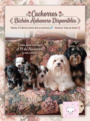 se venden tres perritas bichon abadero y un perrito con tres esparadotadas comiendo solos y sin puros en la fotos están 