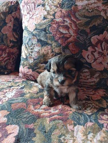 se venden tres perritas bichon abadero y un perrito con tres esparadotadas comiendo solos y sin puros en la fotos están  - Imagen 2