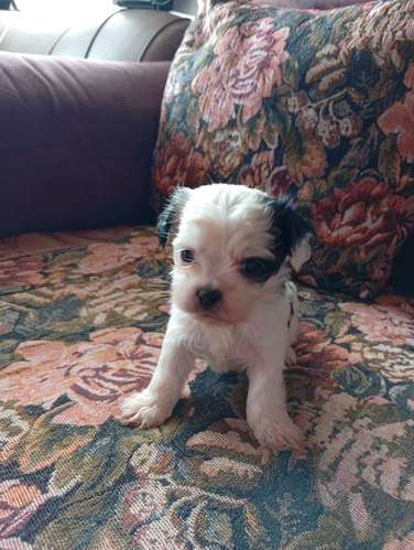 se venden tres perritas bichon abadero y un perrito con tres esparadotadas comiendo solos y sin puros en la fotos están  - Imagen 3
