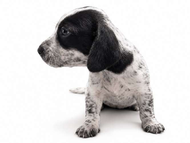 Salchicha Piebald 