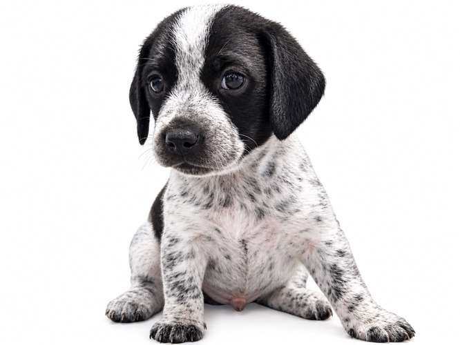 Salchicha Piebald 