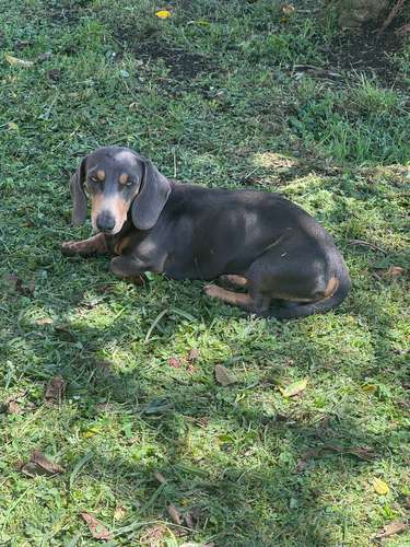 Salchicha Piebald 