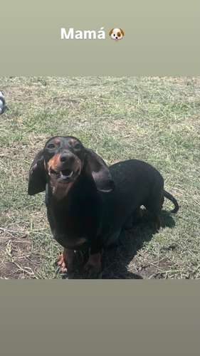 Salchicha Piebald 