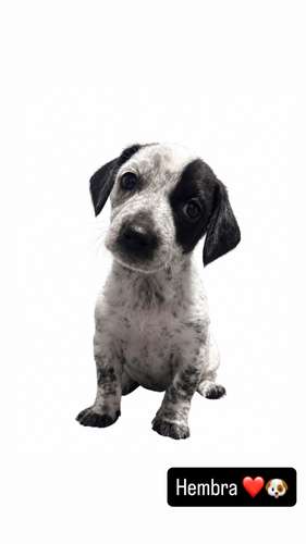 Salchicha Piebald 