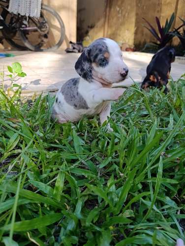Cachorros de salchica - Imagen 6