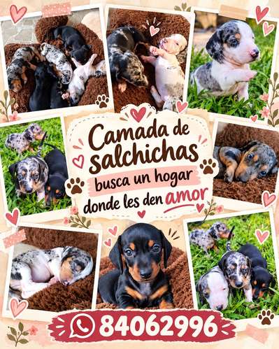 Cachorros de salchica