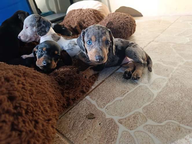 Cachorros de salchica - Imagen 2