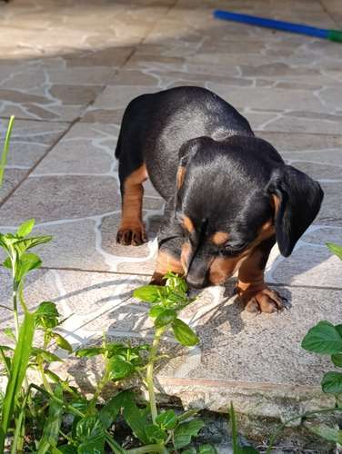 Cachorros de salchica - Imagen 7
