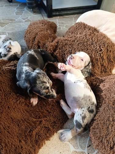 Cachorros de salchica - Imagen 4