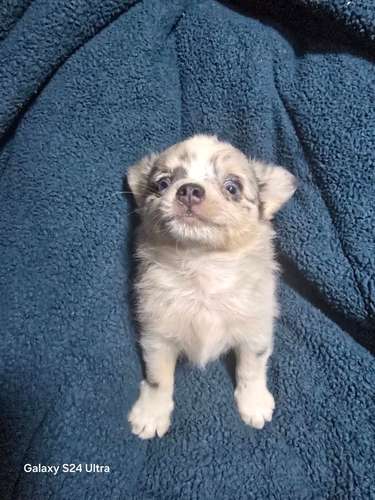 Chihuahua pelo largo merle